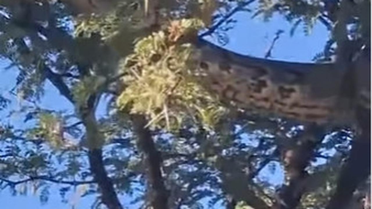 Mengenal Ular Piton Afrika, Ular Raksasa Berukuran Leher Jerapah yang Videonya Jadi Sorotan di Media Sosial