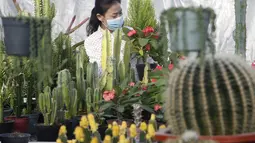 Peniliti wanita dari Pyongyang Floriculture Institute meneliti dan membudidayakan kaktus dan bunga di Pyongyang, Korea Utara, DPRK (14/12/2020). (AP Photo / Jon Chol Jin)