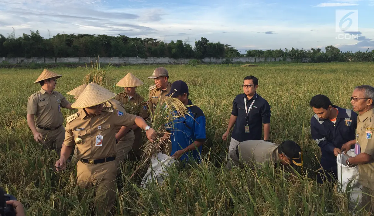Gubernur DKI Jakarta, Anies Baswedan memasukkan padi yang ke sebuah karung saat memanen di kawasan Cakung, Jakarta Timur, Selasa (23/1).  Anies terlihat sangat terampil menggunakan arit untuk memotong padi. (Liputan6.com/Devira Prastiwi)