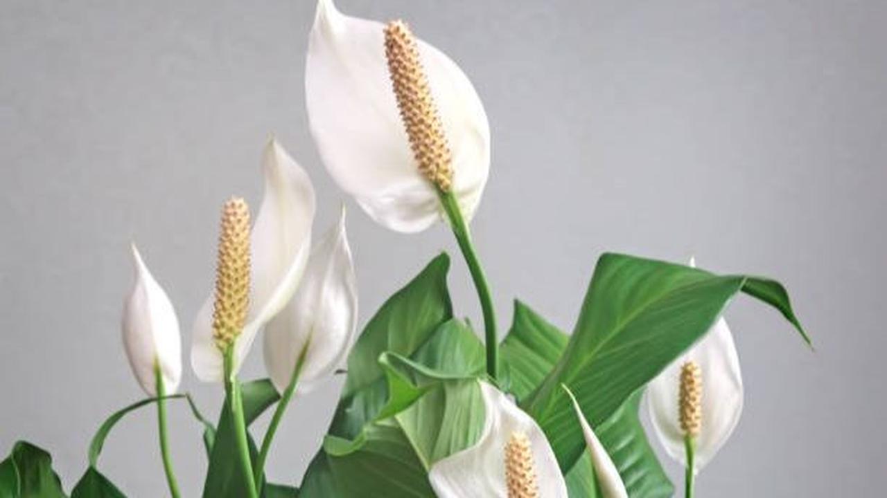 Peace Lily