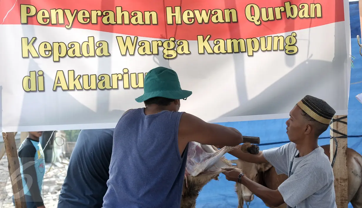 Panitia menguliti hewan kurban yang sudah disembelih di kawasan Kampung Akuarium, Jakarta, Senin (12/9). Ratusan warga korban gusuran Kampung Akuarium Pasar Ikan merayakan Idul Adha 1437 H di antara reruntuhan rumah mereka. (Liputan6.com/Yoppy Renato)