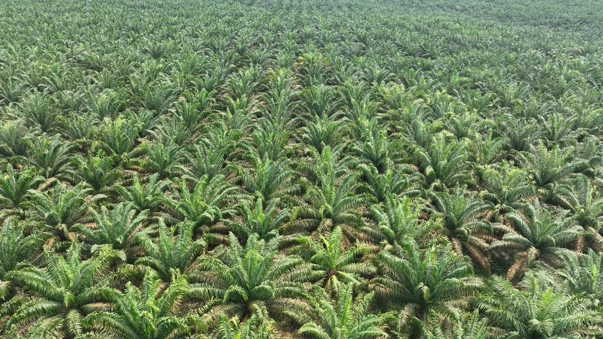 Petani Sumut Dihantui Pencurian Sawit