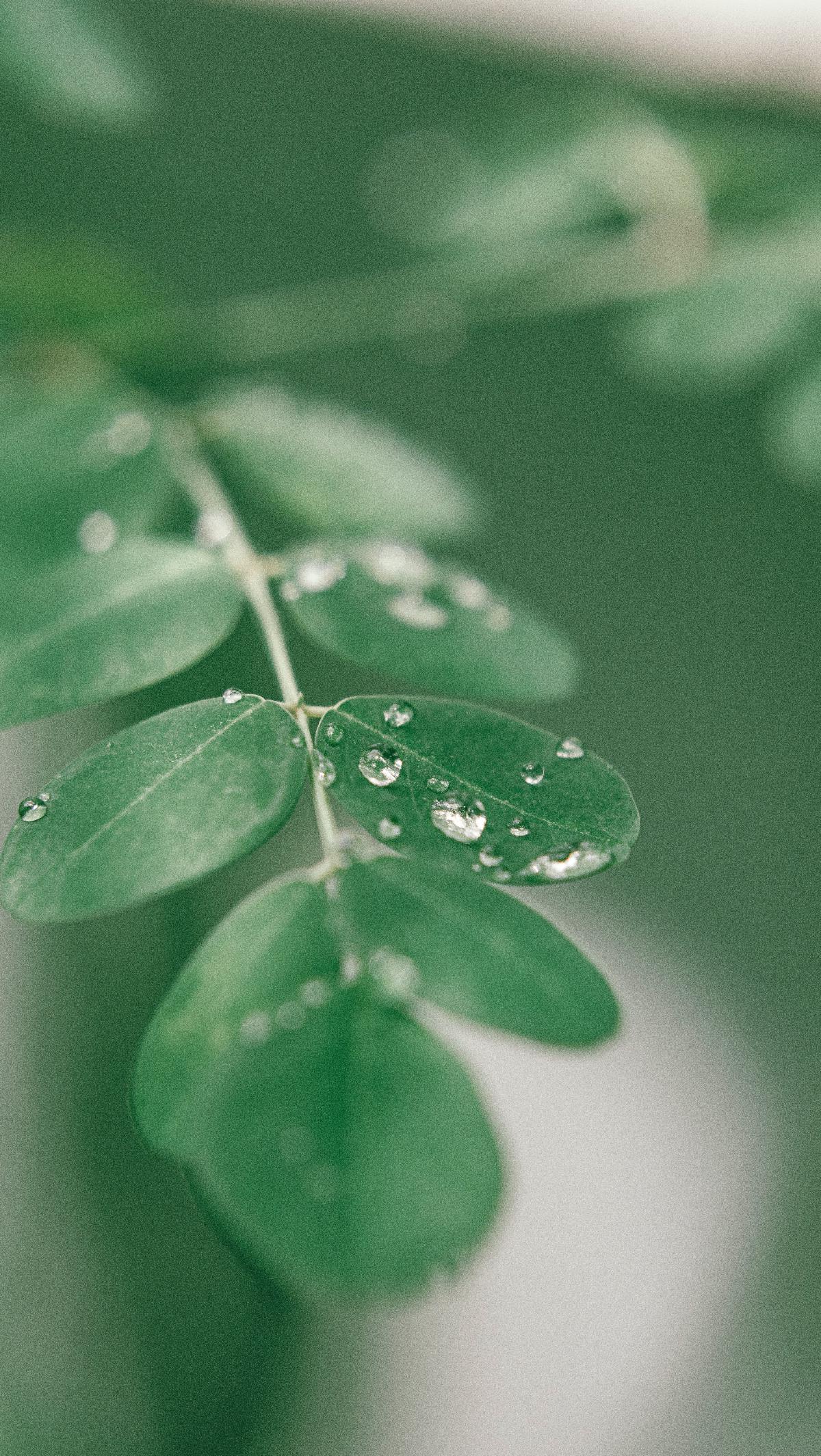 Tips Aman Mengonsumsi Daun Kelor