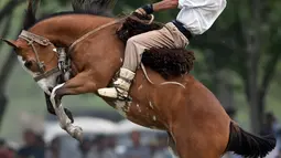 Seorang gaucho atau koboi menunggangi kuda liar saat kompetisi rodeo di San Antonio de Areco , Argentina, Minggu (8/11). Di acara ini, para gaucho atau koboi saling bersaing menunjukkan keahlian mereka menunggangi kuda liar. (AFP PHOTO / Eitan Abramovich)