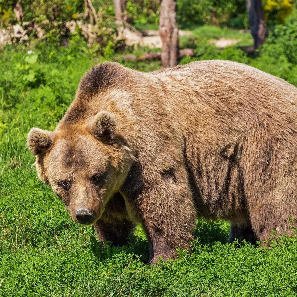 Misteri Tafsir Mimpi Melihat Beruang Yang Mencengangkan