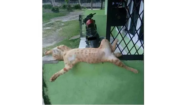 kucing tidur