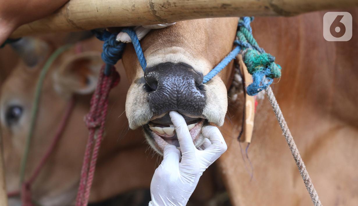 FOTO: Pemeriksaan Kesehatan Hewan Kurban di Kota Tangerang ...