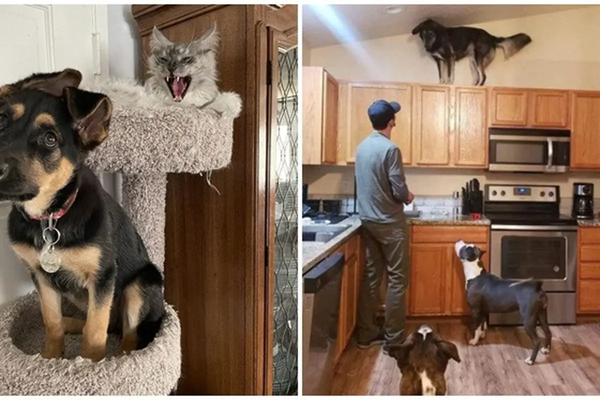 8 Potret Anjing saat Tiru Tingkah Laku Kucing Ini Bikin Geleng Kepala
