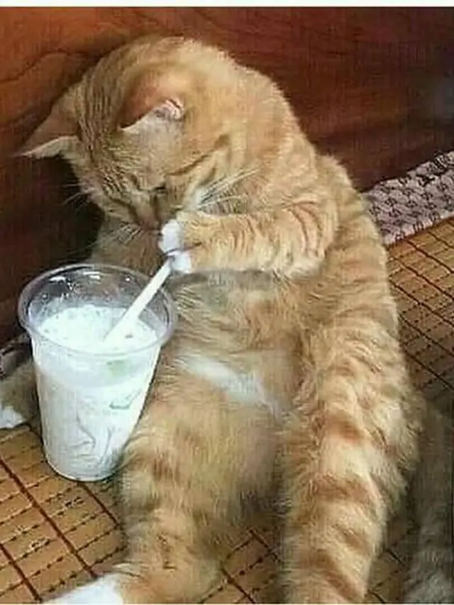 6 Tingkah Lucu Kucing saat Minum Pakai Sedotan Ini Bikin Gemas