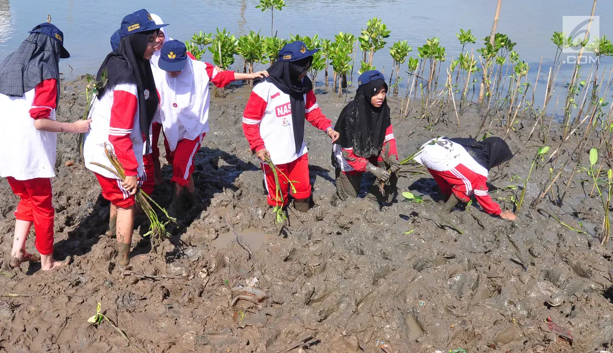 Siswa-siswi  SD Nasima Semarang menanam pohon mangrove di Teluk Pantai Mangunharjo, Mangkang, Tugu, Jumat (18/1). Data Kementerian Kehutanan, sekitar 60 persen kondisi hutan mangrove di pantai utara Pulau Jawa dalam keadaan rusak. (Liputan6.com/Gholib)
