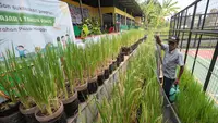 Tanam Padi dalam Galon, Inovasi Warga untuk Ketahanan Pangan