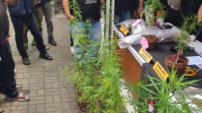 Dari California ke Bandung, Kisah Terbongkarnya Kebun Ganja Rumahan