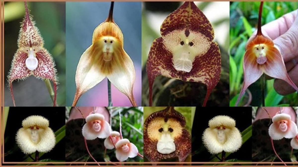 Bunga Unik Namun Tetap Cantik yang Ada di Dunia - Photo Fimela.com