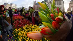 Orang-orang memetik tulip gratis pada Hari Bunga Tulip Nasional di Dam Square yang berada di seberang Royal Palace, Amsterdam, 18 Januari 2020. Hari Bunga Tulip Nasional ini menandai pembukaan musim bunga tulip untuk industri bunga Belanda.  (AP Photo/Peter Dejong)