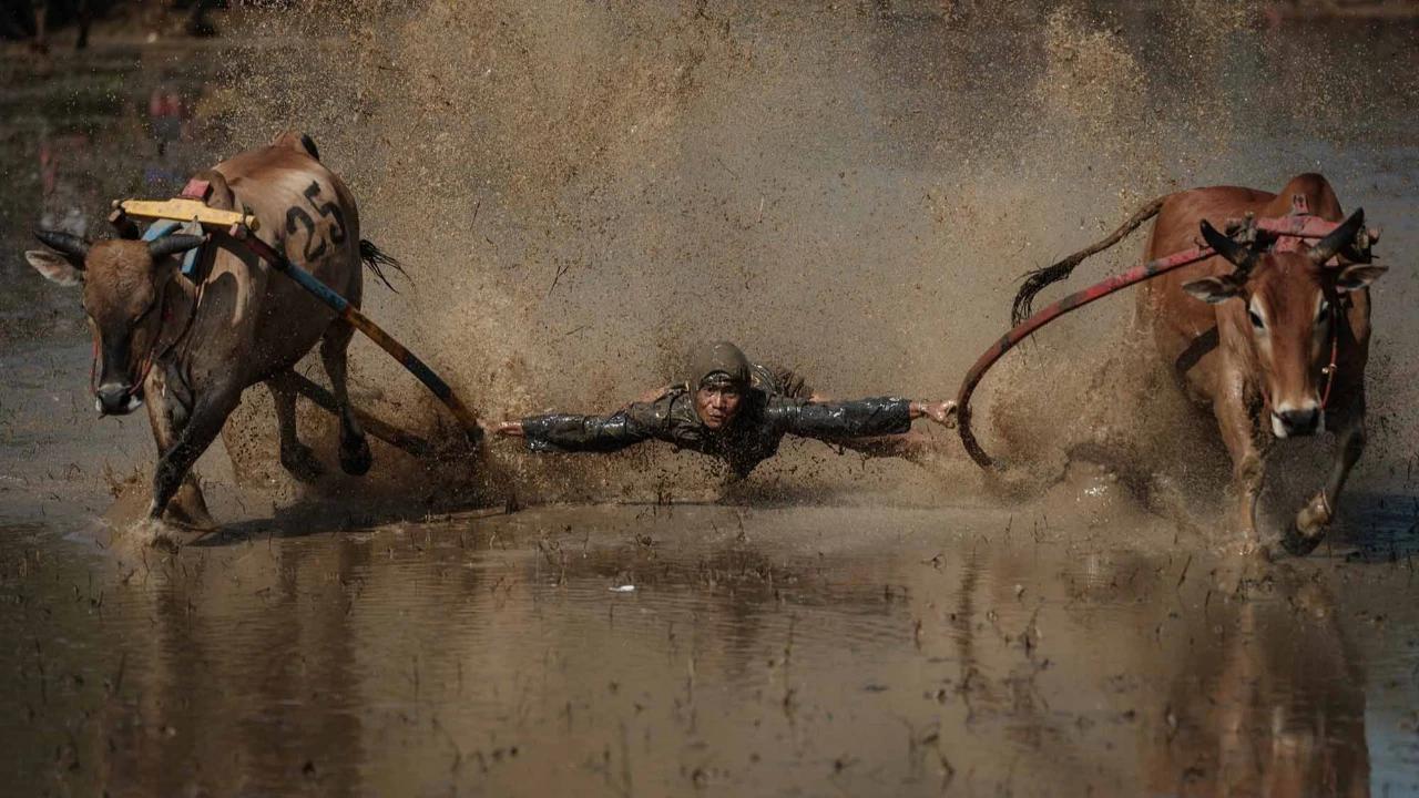 FOTO: Pacu Jawi Kembali Hidupkan Tradisi Sawah Berlumpur