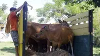Seluruh sapi betina itu masih produktif. (Liputan6.com/Hans Bahanan)