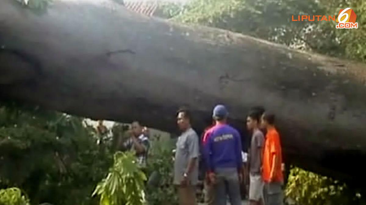 VIDEO Pohon Meter Tumbang Diangkut Warga Minta Ganti Rugi News Liputan Com