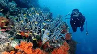 Trik Tepat Tuk Dapatkan Foto Underwater yang Kece