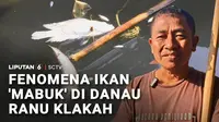 Ribuan ekor ikan air tawar di Danau Ranu Klakah, Lumajang, Jawa Timur, naik ke permukaan akibat cuaca dingin ekstrem. Kondisi ini pun tak disia-siakan warga untuk menangkapnya, namun kegiatan tersebut membuat petani ikan keramba merugi.
