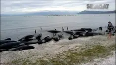 Kelompok relawan Project Jonah mencatat, ada 416 paus terdampar