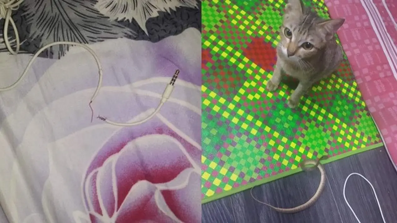 Putusin Kabel Headset Majikannya, Kucing Ini Bawa Ganti Benda Tak Terduga