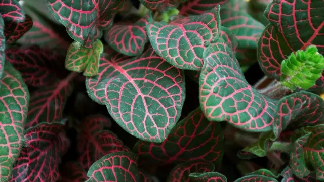 Ilustrasi Fittonia Red Vein (Sumber: Freepik)id