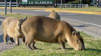Sejumlah hewan kapibara berkumpul saat memakan rumput di pinggir jalan perumahan elit dan eksklusif Nordelta di Tigre, Buenos Aires, Argentina, Kamis (26/8/2021). (AFP/Magali Cervantes)