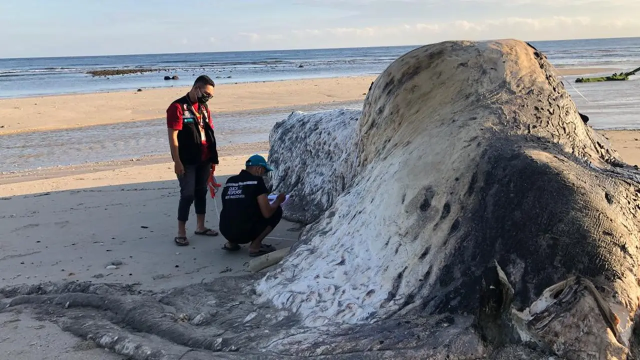 Seekor paus ditemukan dalam keadaan membusuk oleh warga Desa Ngadu Mbolu, Kecamatan Umbu Ratu Nggay, Kabupaten Sumba Tengah, NTT. (Foto Istimewah)