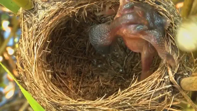 Bayi Burung Kukuk (Foto Screenshot Twitter @FrVerheggen)