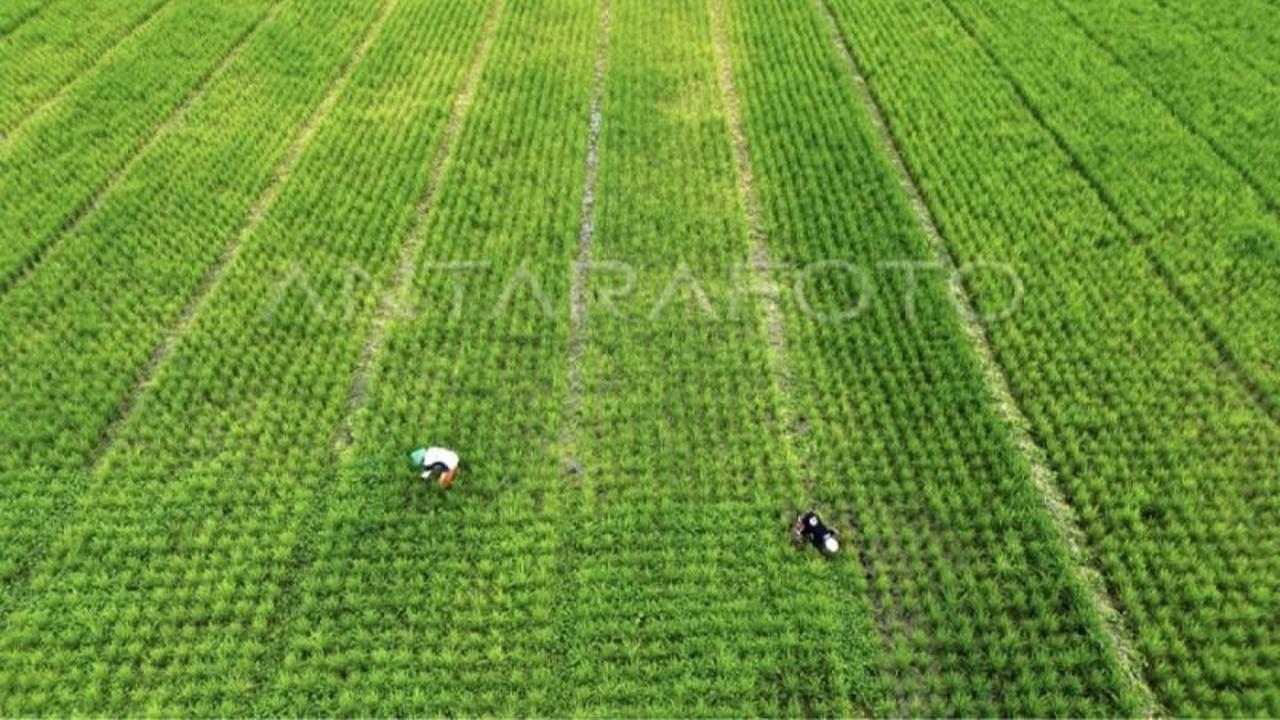 Kotim Targetkan Penanaman Padi Serentak 284 Hektare di Lahan Cetak Sawah Rakyat untuk Ketahanan Pangan