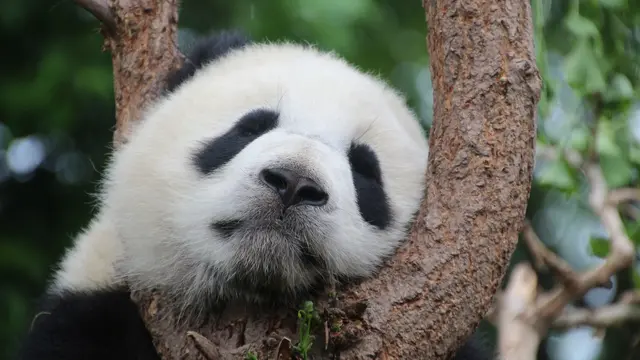 Panda  (sumber: Pixabay)