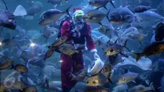  Penyelam mengenakan kostum Santa Claus memberikan makanan kepada kumpulan ikan di aquarium besar Sea World, Taman Impian Jaya Ancol, Jakarta, Minggu (25/12). (Liputan6.com/Faizal Fanani)