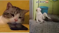 6 Foto Lucu Kucing saat Galau Banyak Pikiran Ini Bikin Gemas (TikTok/mbak_brow86 IG/wkwkland_real)