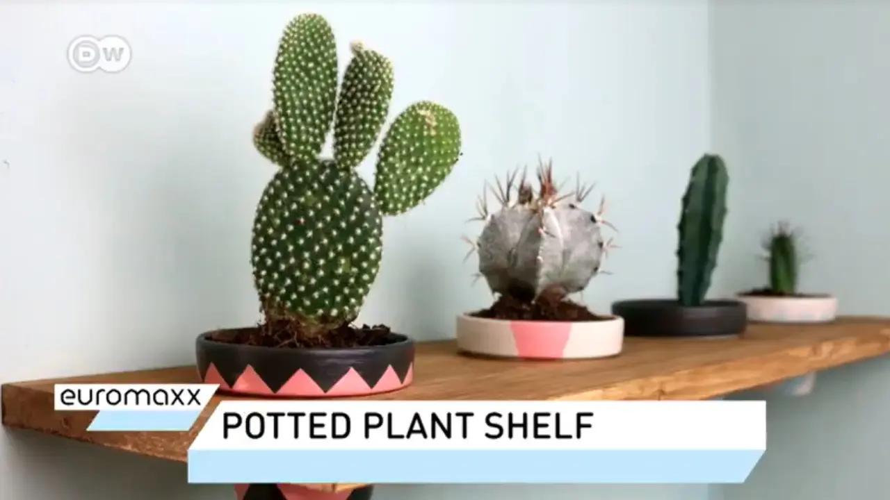 Cara Membuat Rak Tanaman Pot yang Indah. sumberfoto: DW English