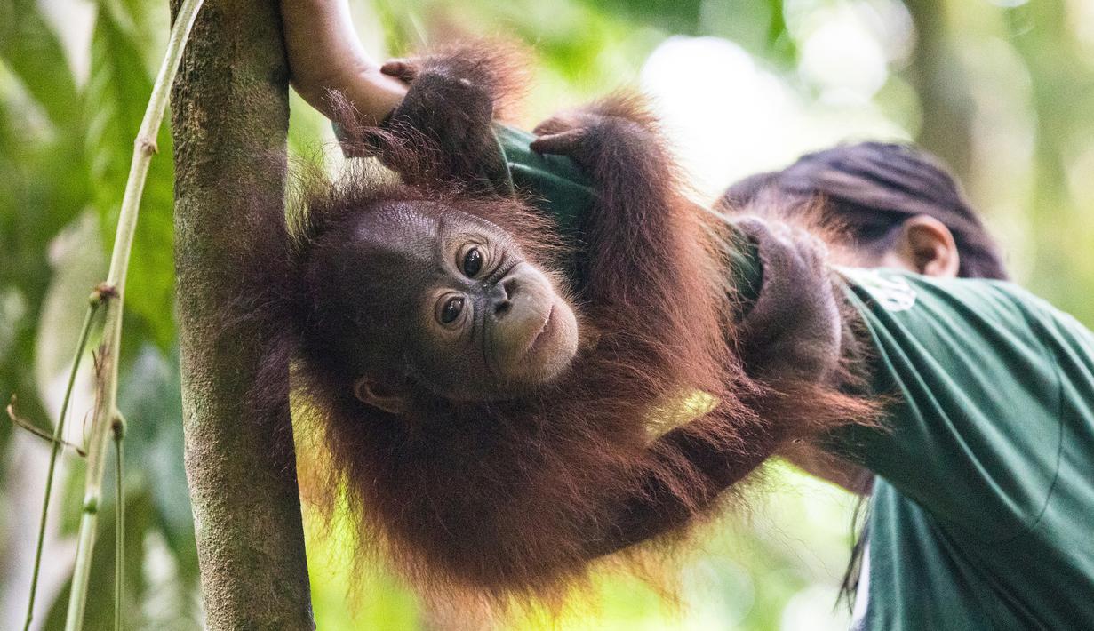 Foto Menengok Sekolah Untuk Orangutan Di Kalimantan Timur