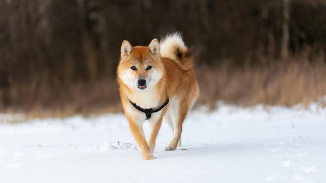 Shiba Inu