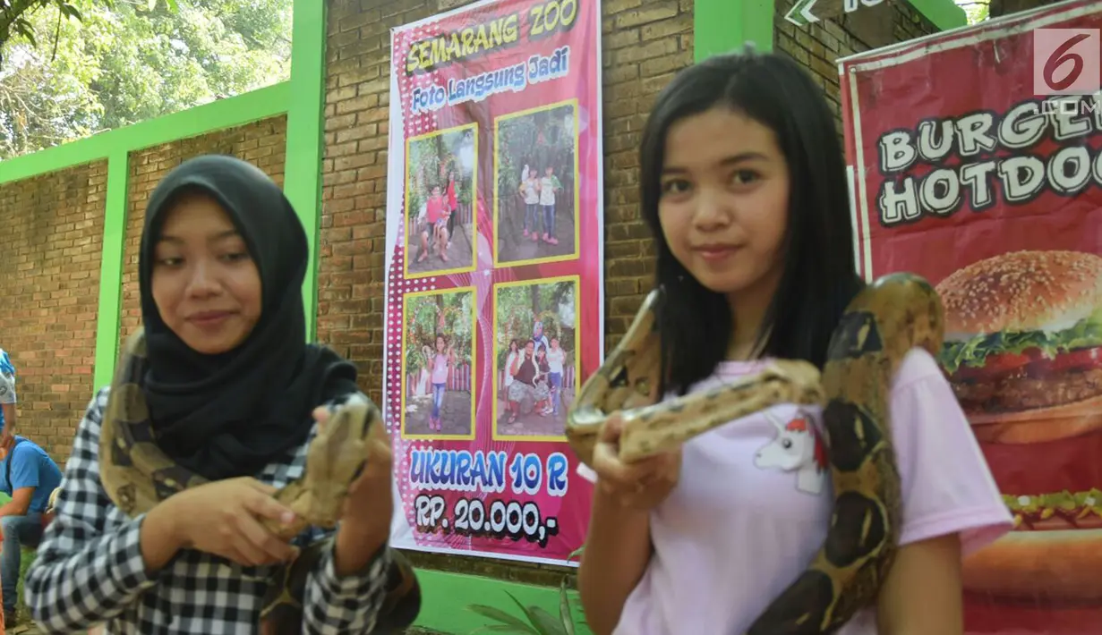 Pengunjung berfoto dengan ular di Taman Margasatwa Semarang, Sabtu (16/6). Hari kedua lebaran, warga bertamasya ke Taman Margasatwa Semarang di Daerah Mangkang Semarang. (Liputan6.com/Gholib)