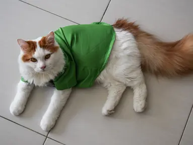 Seekor kucing mengenakan pakaian untuk hari raya Idul Fitri terlihat di sebuah apartemen di Shah Alam, di pinggiran Kuala Lumpur (5/5/2021). Pakaian kucing untuk Idul Fitri tersebut dibuat oleh Toko Meowku. (AFP Photo/Sam Reeves)