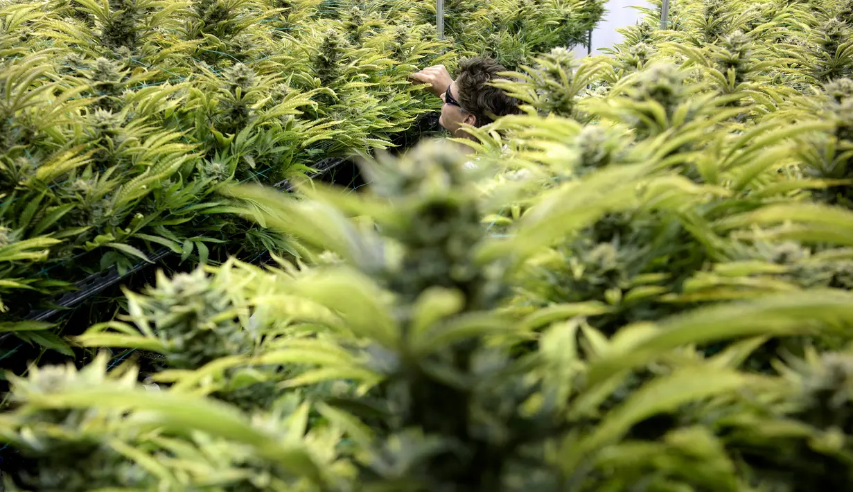 Co-Owner Matt Lawson-Baker saat memeriksa kebun ganja yang ditanam di perkebunan milik produsen ganja medis Alternative Solutions di sebuah gang buntu tak jauh dari Gedung Putih, Washington DC, Amerika, (20/4). (Brendan Smialowski / AFP)