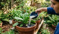 8 Limbah Cair Selain Air Beras yang Bisa Menyuburkan Tanaman, Jangan Buru-Buru Dibuang