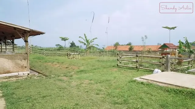 Peternakan Ayah Shandy Aulia