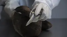 Penjaga kebun binatang dan ahli biologi Fernanda Short memegang burung Sula Leucogaster yang berada dalam tahap pertama karantina karena diselidiki untuk flu burung di Pusat Rehabilitasi Hewan Laut Universitas Santa Ursula di Rio de Janeiro, Brasil, Senin, 26 Juni 2023.