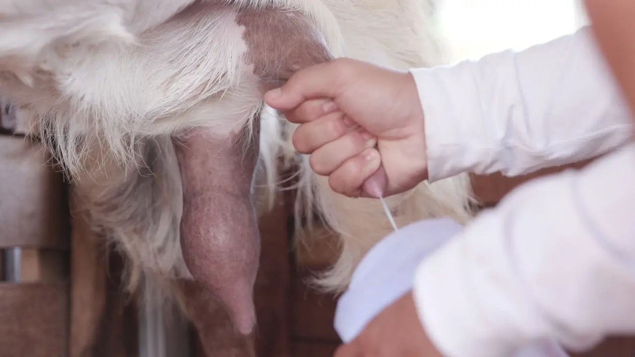 14 Manfaat Susu Kambing Etawa yang Jarang Diketahui, Tingkatkan Imun dan Cocok untuk Diet