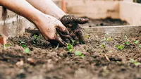 7 Kesalahan Pemupukan yang Membuat Tanaman Rajin Berbuah tapi Gagal Manis