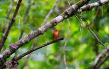 Sulawesi Memimpin: Jadi Pusat Burung Endemik Terbanyak di Indonesia dengan 159 Jenis