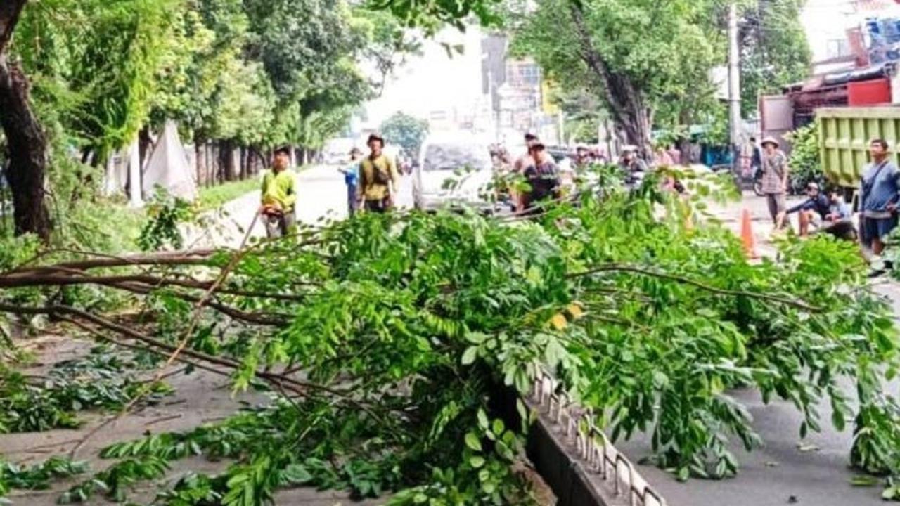 Tahukah Anda? Sejak Januari, 7.898 Pohon Telah Dipangkas di Jakarta Barat untuk Cegah Tumbang Saat Hujan