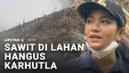 Bukan cuma IHSG yang mulai menghijau, kawasan hutan yang hangus terbakar di Kabupaten Dharmasraya juga telah mulai ditanami. Tapi mirisnya, area bekas terbakar itu ditanami puluhan batang sawit.