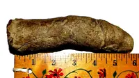 Ukiran batu mirip penis ditemukan di Maryland, Amerika Serikat. (Foto: Live Science)