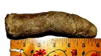 Ukiran Batu Mirip Penis Disimpan Selama 20 Tahun oleh Sang Penemu