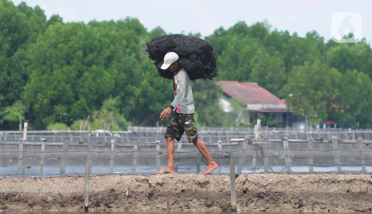 Petani memanen rumput laut di sebuah tambak di Kampung Sembilangan, Desa Samudra Jaya, Kecamatan Taruma Jaya, Kabupaten Bekasi, Jawa Barat, Sabtu (27/4/2024). (merdeka.com/Imam Buhori)